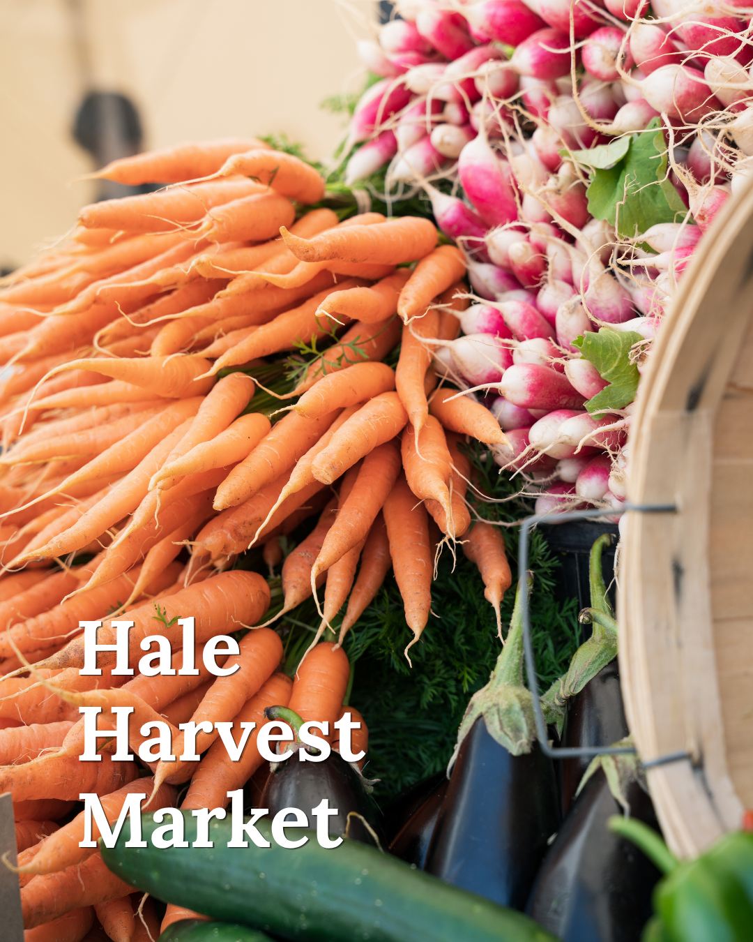 Hale Harvest Market: fresh carrots and radishes